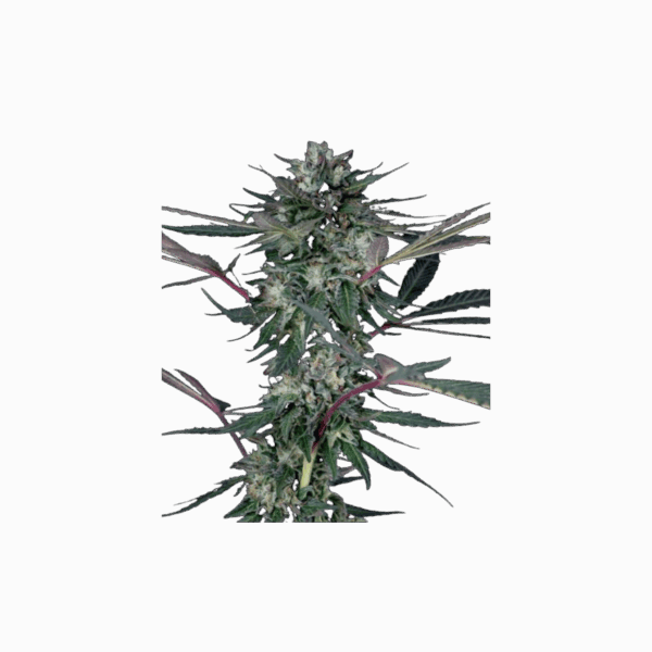 Rose Gold Runtz – Bild 2