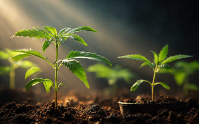 High Quality Cannabis Pflanzen