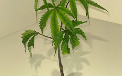 Feminisierte Cannabissamen vs. Setzlinge