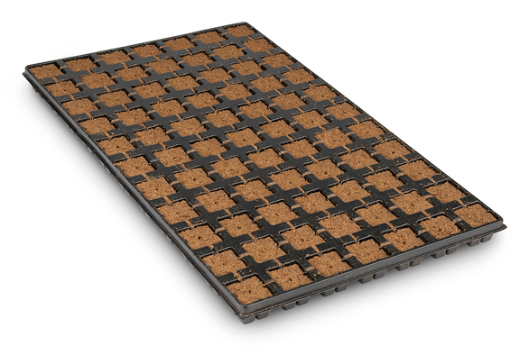 Eazy Plug®, Stecklingsblöcke, Tray à 77 St., 3,5 x 3,5 cm